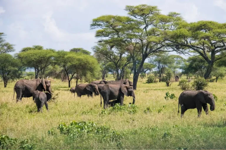 Amboseli