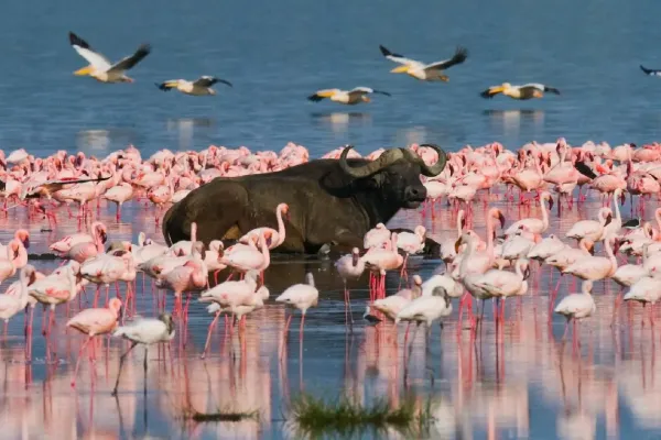 lake naivasha