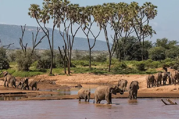 samburu game reserve