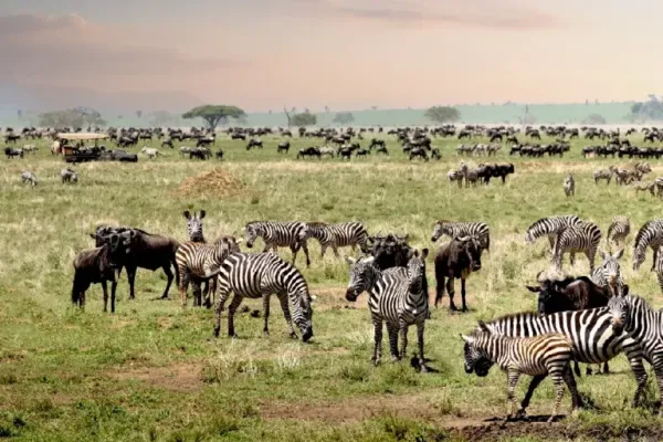 Serengeti national park
